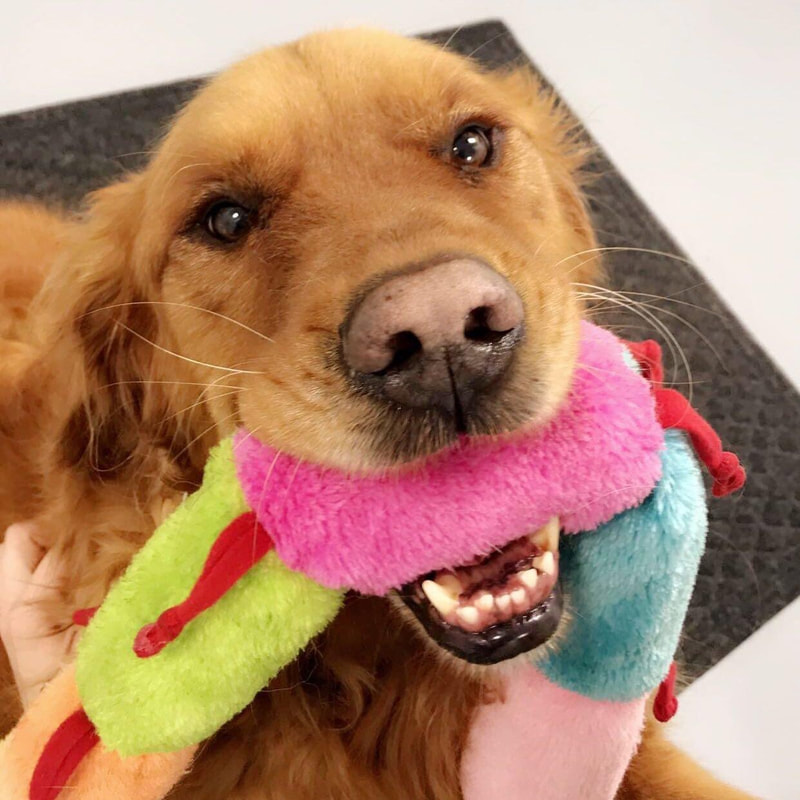 Golden Retriever patient at East University Veterinary Hospital