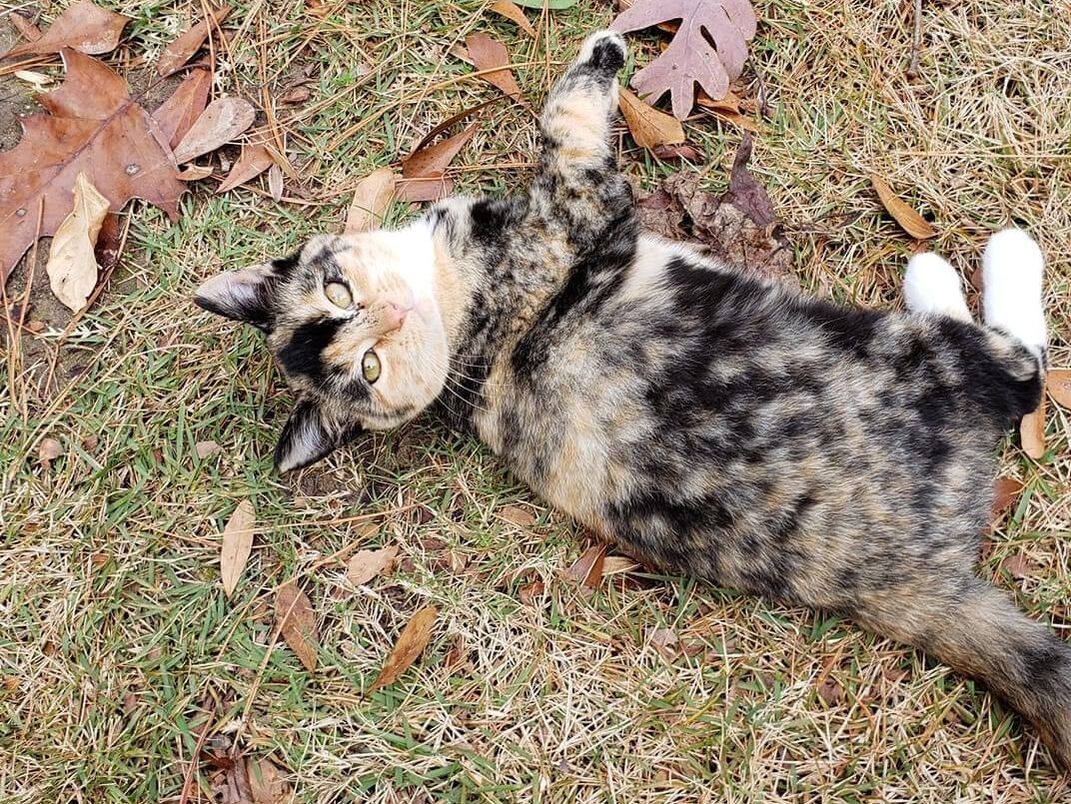 Feline patient at East University Veterinary Hospital