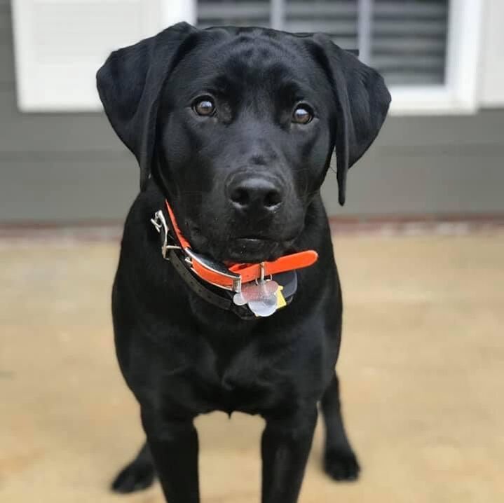 Black dog canine patient at East University Veterinary Hospital