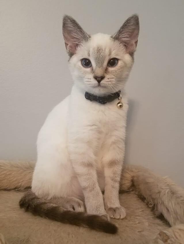 Gray cat patient at East University Veterinary Hospital