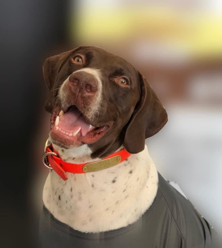 Canine patient at East University Veterinary Hospital