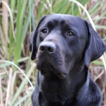 Tankerton (Tank) A. Marine East University Veterinary Hospital Top Dog