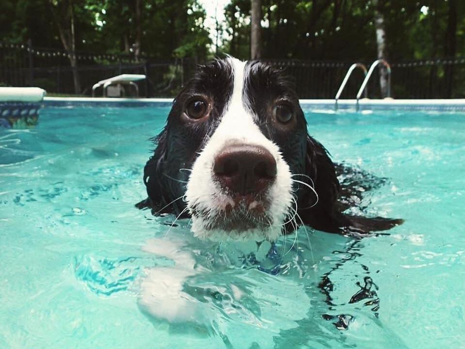 Swimming dog patient at East University Veterinary Hospital