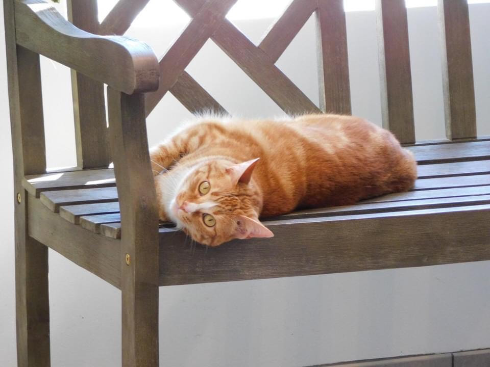 Orange cat feline patient at East University Veterinary Hospital